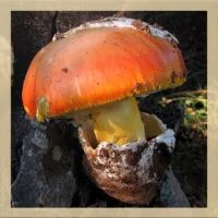 Mushroom Identification