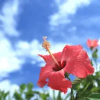 Escape from Okinawa