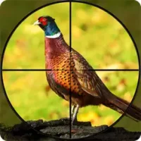Bow Pheasant Bird Hunting Game