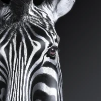 Investec Business Banking