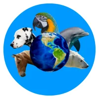 ABC with animals (English)