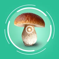 Mushroom Identifier - AI Snap