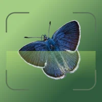 Insecto AI: Bug Identifier
