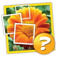 1 Pic 1 Word: What's the word?