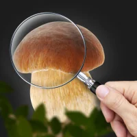 Mushroom Identifier: AI ID