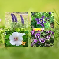 Flowers Quiz